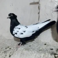 جفت نر و ماده ی سینه