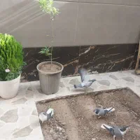 کبوتر فروشی