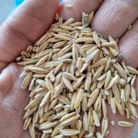 خریدار جو دیم آبی
