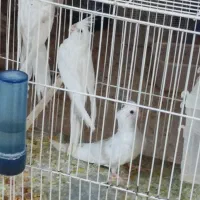 عروس نر البینو