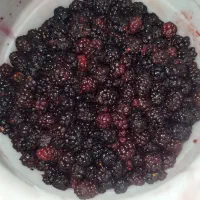 شاه توت تازه