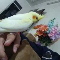 عروس هلندی نر سخنگو کاملا دستی چشم شرابی