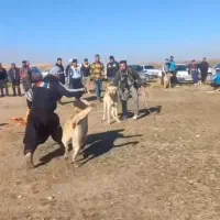 سگ نگهبان پژدر