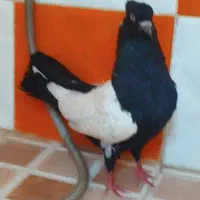 سینه سیاه نر