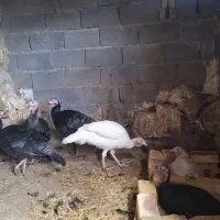 بوقلمون