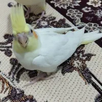 جوجه عروس هلندی سرلاکی