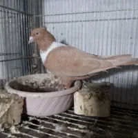 نرماده‌کلاع‌زرد‌سرخ‌‌کاکلی