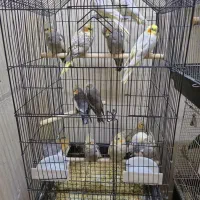 طوطی برزیلی ،عروس هلندی ،