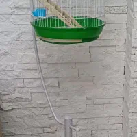 قفس