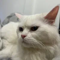 گربه پرشین سوپرفلت
