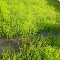 حدود۵ طبق نشا یاتوم دستی جوهاشمی  درجه اموجوده