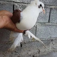 کبوتر پاپر ابلق گمشده