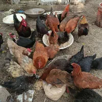 مرغ وخروس