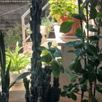 گل کاکتوس صخره ای بزرگ ۱ متری