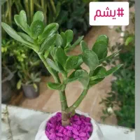 یشم گیاه ثروت ۳۵ت