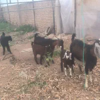 بزو کره