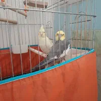 عروس هلندی نر و ماده