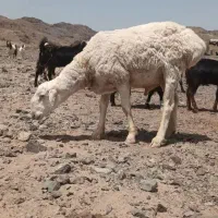 شیشک|حیوانات مزرعه|جلگه زوزن, |دیوار