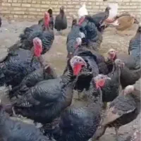 فروش بوقلمون ماده پایان دوره
