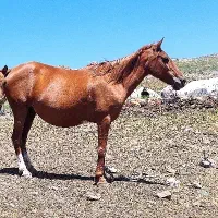 مادیان قاراباغ