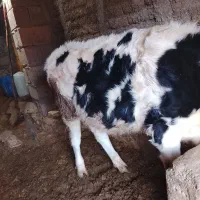 گوساله نر 5 ماهه