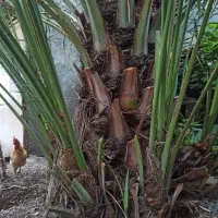 حراج حراج دمیت  ( پاجوش ) خنیزی درجه یک
