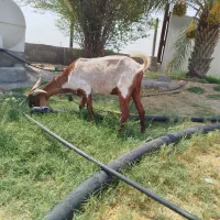 بز نژاد دار ، شیردهیش خیلی خوبه