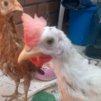 جوجه خروس و مرغ محلی