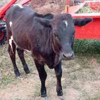 گاو لیشه