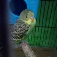 قبول سرپرستی جوجه مرغ عشق
