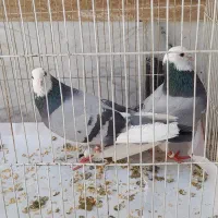 کفتر