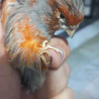 قناری نگرو موزاییکی