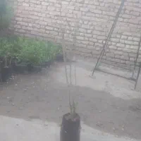 انواع انار سه ساله درشت دونه سیاه
