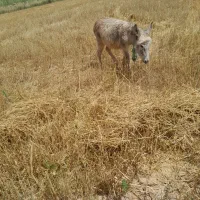 خر الاغ|حیوانات مزرعه|کاروان, |دیوار