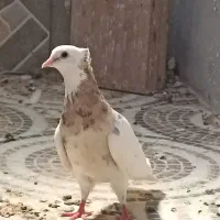 کبوتر