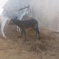 الاغ خر گله زایده