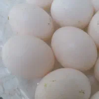 تخم کبوتر تازه