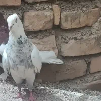 ساعت