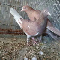 کفتر|پرنده|رباطکریم, شترخوار|دیوار