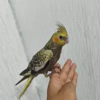 عروس هلندی شاه تخم نر