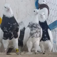 طوقی بازان