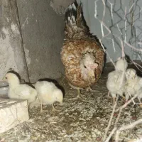 مرغ جوجه خروس