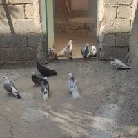 کبوتر فروشی