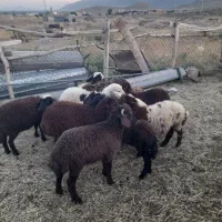 بره افشار برای نگهداری