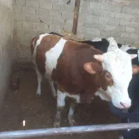 گوساله چاق
