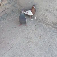 نرو ماده کارخانه جوجه کشی همه جور جوجه میدن