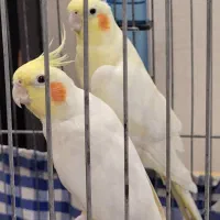 یک جفت عروس هلندی مولد سرحال وشیطان