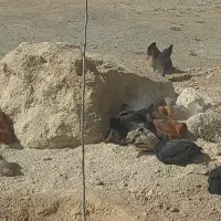 ۲۰تا مرغ کوردی