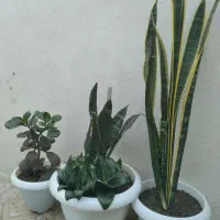 3عددگل آپارتمانی