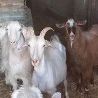 قصاب سیار